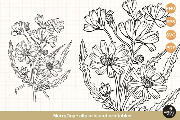 Chicory Summer Flower Graphics for Digital Sellers