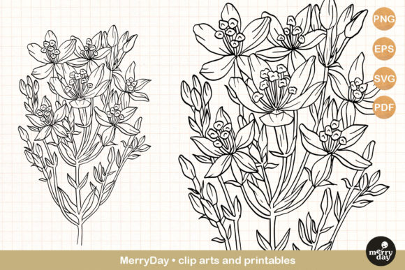 Flower Clip Art Centaury Summer Graphics